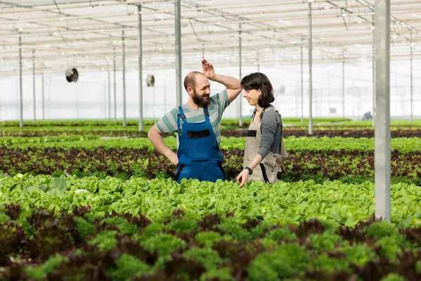 バイオエコフレンドリーな温室の農場従業員は 有機的に化学物質のない自然肥料 緑エネルギー リサイクル水 持続可能な未来のための除草剤を使用して野菜を栽培しています — ストック写真