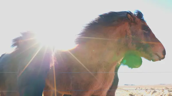 Kuzeydeki Zlanda Atları Sürüsü Zlanda Yaşayan Güzel Hayvanlar Islenski Hesturinn — Stok fotoğraf