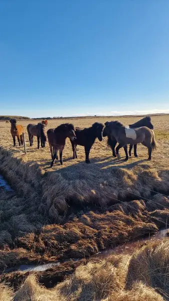 Icelandic Wild Horses Arctic Region Spectacular Nordic Breed Animals Living — Stock Photo, Image