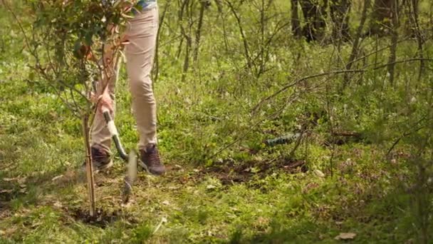 年轻人在树林里种植了小树 用铲子种植幼苗 保护森林生境 然后盖住了树根和树洞 积极分子为地球做志愿工作 相机A — 图库视频影像