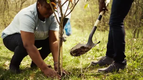 在森林周围植树之后 志愿者填补了一些空缺 为环境保护和恢复自然做出了贡献 活跃分子社会团队在森林中培育种子 摄像头B — 图库视频影像