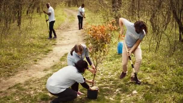 Climate Activists Planting New Trees Woodland Ecosystem Digging Holes Putting — Stock Video
