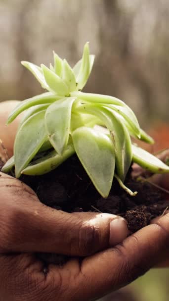 Mladá Africká Dobrovolnice Držící Rukou Malé Sazenice Symbolizující Přirozený Růst — Stock video