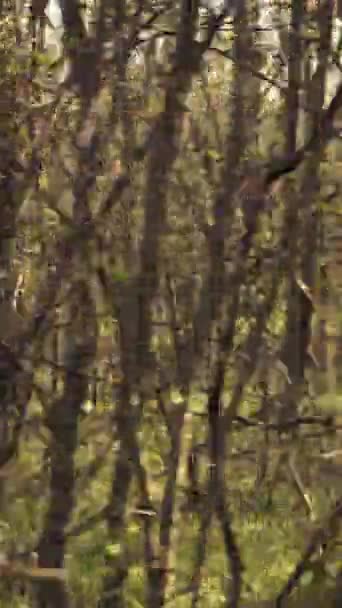 Zivile Suchmannschaften Begannen Mit Der Menschenjagd Waldgebiet Riefen Den Namen — Stockvideo
