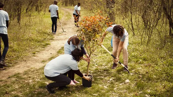 stock image Climate activists planting new trees in a woodland ecosystem, digging holes and putting seedlings in the ground. Volunteers working on preserving nature and protecting the environment. Camera B.