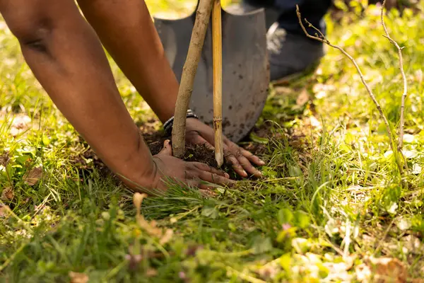 stock image Volunteers team taking action to plant new seedlings around the woods, digging up holes and installing trees for environmental conservation project. People growing vegetation. Close up.