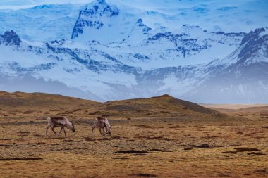 Donmuş tarlalarda ve tepelerde yürüyen geyikler ve uzak kayalık dağlar, İzlanda dağları. İskandinav hayvanları İzlanda manzarasında kutup yaban hayatı, kış macerası.