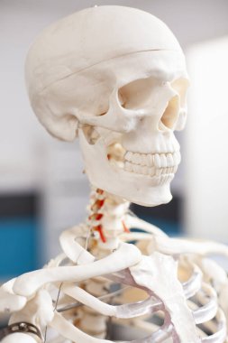 İskelet kafatasının yakınlaştırılması boş tıbbi ofiste kemik özelliklerini gösteriyor, osteopatik muayeneye hazır. Konsültasyonlar sırasında kullanılan boş klinikteki insan iskeleti yapısı.