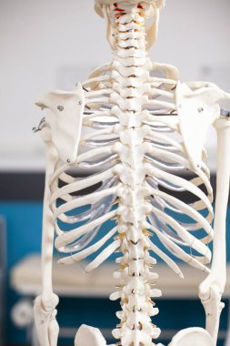 İşgal edilmemiş tıbbi odadaki omurga görüntüsü osteopatik konsültasyon ve tanı için hazırlanmış omurilik yapısını vurguluyor. Boş klinikteki insan iskeletinin bel kemiğine yakın çekim..