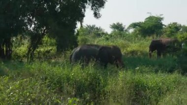 Tayland, Bangkok, Kasım 2024, tapınakta oynayan sevimli bebek fil, doğal ortamdaki bazı bitkilerle eğleniyor. Güzel bir hayat yaşayan büyük memeli..