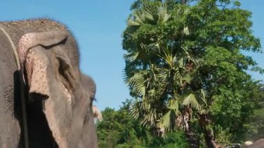 Saklanmak için sakin bir ortamda sevimli egzotik bir fil, doğa parkında huzur içinde yürüyen gri Asya fili. Koruma ve vahşi hayatın önemini sembolize ediyor..
