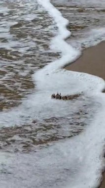 Dikey Video Bej Yengeci, Tayland 'ın kumlu sahilinde kıyıya vuran dalgalarda yürüyor. Kıyıdaki bir adanın sularına yakın olan sevimli kabuklu deniz hayvanı. Tropikal bir tatilde vahşi yaşam