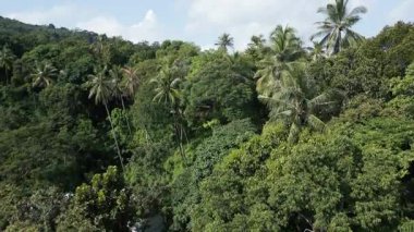 Yeşillik, yabani ağaçlar ve egzotik tropikal bitkilerle dolu güzel, huzurlu bir yağmur ormanının insansız hava aracı çekimi doğada güneşli bir tatil için manzaralı bir seyahat yeri yaratıyor. Tayland kıyıları.