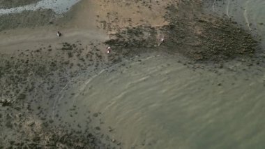 Tayland, Kasım 2024 - Tayland yerlileri kıyı şeridinde ticaret için deniz kabukları arıyor ve topluyor, gelgit alçaldığında modern bombardıman. Tayland sahillerinde deniz kabuğu koleksiyonu.