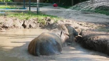 Tayland, Bangkok, Kasım 2024 - Suda oynayan, yıkanan, Bangkok Fil Bakım Evi 'nde korunan tatlı fil bebek. Nazik egzotik hayvan banyosu..