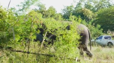 Tayland 'daki bir barınak koruma merkezinde yaşamını sürdüren fil, otçulların korunması ve doğal korunmasının önemini vurguluyor. Etrafta dolaşan büyük memeliler..