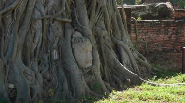 Eski Tayland tapınağı Wat Maha Turizmi 'ndeki ağaç kökünün içindeki dingin Buda heykeli. Antik tarihi tuğla yapılar barışı ve maneviyatı simgeliyor, ünlü Budist kültürünü..