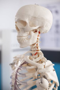 İşgal edilmemiş doktorların ofisindeki iskelet kafatasının yakın çekimi, karmaşık kemik yapısını gösteriyor, ortopedik teşhisler için hazırlanıyor. Tıbbi odadaki insan kafasının iskelet yapısının yan profili.