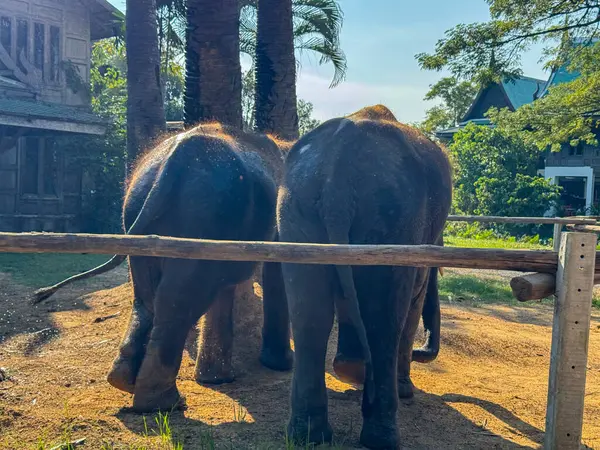 Huzurlu bir yaban hayatı sığınağında, görkemli, nazik bir fil çifti, doğal tropikal yaşam ortamında doğal yaşam koruma, uyum ve korunmanın güzelliğini sergileyerek, ulusal bir parkta özgürce dolaşır..