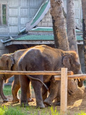 Bereketli bir doğa parkındaki Asya filleri, görkemli fil ikilisi, korunan bir ortamda büyür. Vahşi yaşam sığınağında uyum içinde yaşayan egzotik hayvanlar..