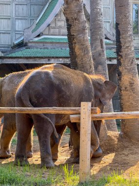 Tropikal bir tapınaktaki büyük memeli ikili, doğayla uyum içinde ve esaretten ve kaçak avcılıktan korunarak huzurlu bir günün tadını çıkarıyor..