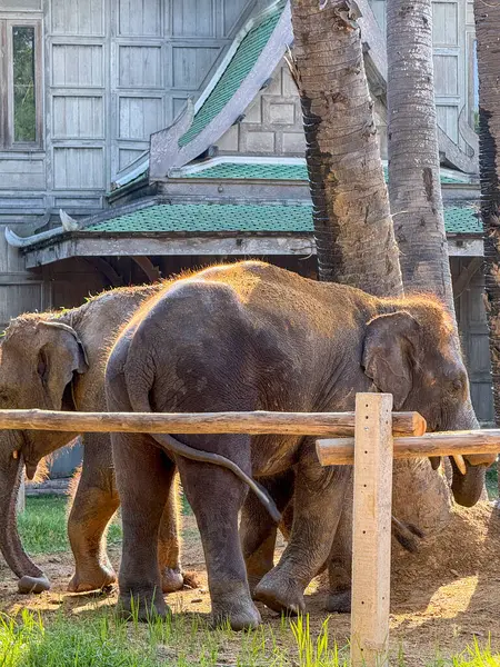 Bereketli bir doğa parkındaki Asya filleri, görkemli fil ikilisi, korunan bir ortamda büyür. Vahşi yaşam sığınağında uyum içinde yaşayan egzotik hayvanlar..