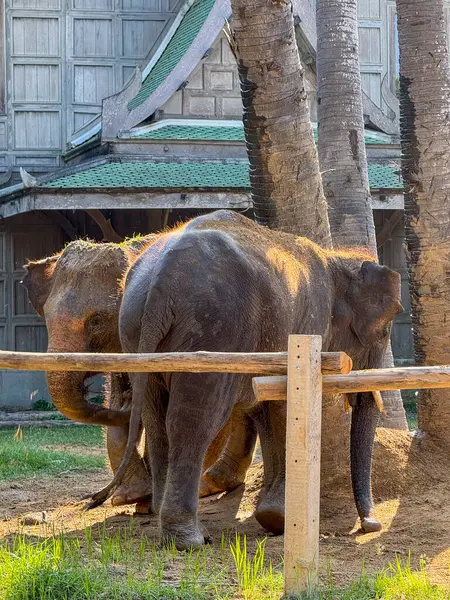 Doğal ortamlarında oynayan görkemli fil ikilisi, korunan doğal ortamlarında sevimli fillerin vahşi yaşam fotoğrafları. Koruma çabaları ve vahşi yaşam korunması.