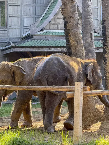 Ulusal bir parkta vahşi yaşam sığınağında gezinen barışçıl ve nazik fil ikilisi, koruma çabalarının ve egzotik hayvanları korumanın güzelliğini hatırlatıyor. Otçullar.