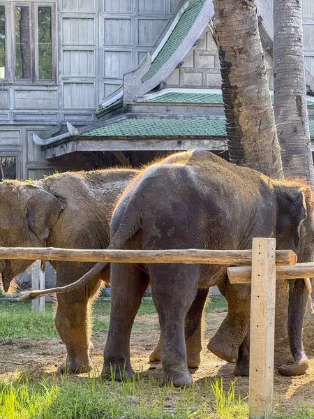 Tropikal sığınak görkemli fillere ev sahipliği yapar ve ulusal bir parkta doğal ortamlarının tadını çıkararak fil koruma ve koruma çabalarının önemini gösterir. Tayland ortamı.