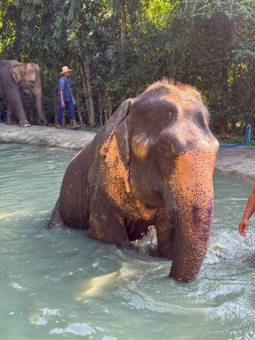 Bangkok, Tayland - 11 Kasım 2024: Tayland 'da bir sığınak havuzunda fil banyosu, görkemli memeliler egzotik habitatların tadını çıkarırlar. Tayland 'ın güzelliği ve fil korumanın önemi.