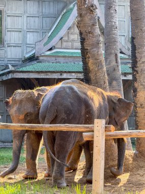 Vahşi yaşam parkında egzotik sevimli filler birlikte oynuyorlar, görkemli hayvanlar korunan bir doğa parkında dolaşıyorlar. Tayland 'da fil bakımı ve korunma merkezi.