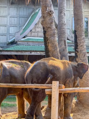 Fil çifti tropikal bir koruma merkezini keşfediyor ve neşeli bir şekilde, bir çift fil koruma altındaki bir vahşi yaşam sığınağında hayatın tadını çıkarıyor. Doğal güzellik ve barışçıl bir çevreyle çevrili..