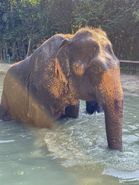 Bangkok, Tayland - 11 Kasım 2024: Suda oynayan ve yıkanan, Bangkok Fil Bakım Evi 'nde korunan sevimli fil. Nazik egzotik hayvan banyosu..