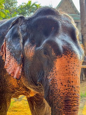Sevimli, dev bir fil, doğal bir parkta, fil koruma ve turizm için tasarlanmış, huzurlu bir yaban hayatı yaşamının tadını çıkarıyor. Büyük egzotik koruma hayvanı.