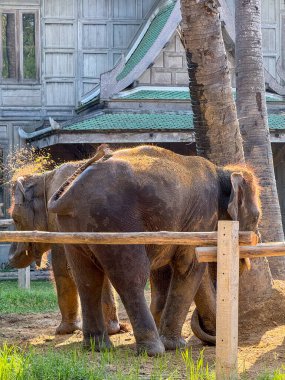 Nazik devler, bir koruma merkezinde oynayan barışçıl filler. Bir çift büyük memeli, tropikal bir milli parkta özgürce yaşayarak Fil Bakım Evi 'ndeki habitatlarının tadını çıkarıyorlar..