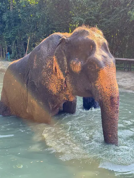 Bangkok, Tayland - 11 Kasım 2024: Suda oynayan ve yıkanan, Bangkok Fil Bakım Evi 'nde korunan sevimli fil. Nazik egzotik hayvan banyosu..