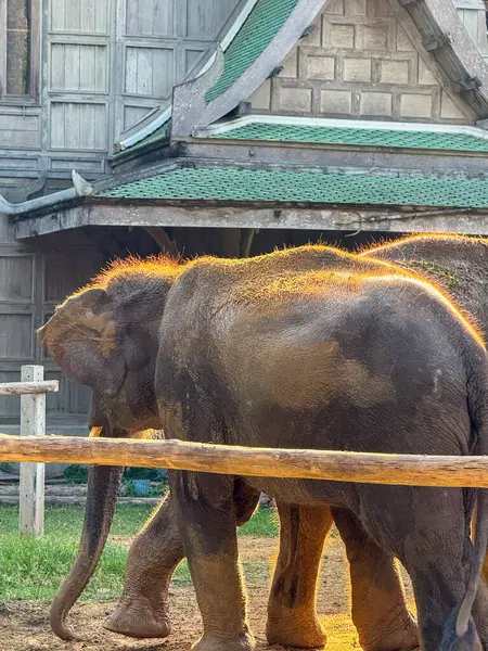 Doğal parktaki güçlü fillerin vahşi yaşam fotoğrafları, Fil Bakımı Sığınağı 'nda duran büyük memeliler. Ulusal koruma parkları ve etik turizme duyulan ihtiyacı vurgulamak.