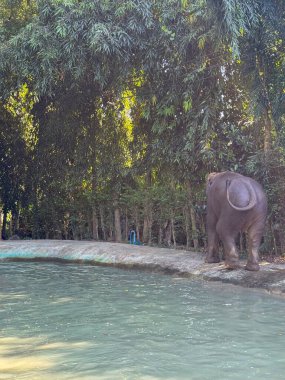 Tapınak sularında oynayan sevimli sevimli bir fil, banyo yapmaktan ve vahşi hayatı koruma merkezinde neşeyle sıçratmaktan zevk alıyor. Bu büyük görkemli hayvanları habitatlarında korumanın önemi..