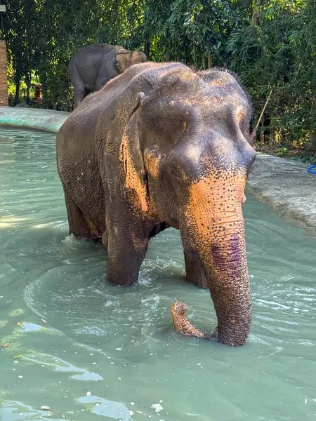 Büyük görkemli fil, doğal koruma altındaki bu otobur hayvanların barışçıl doğasını vurgulayarak vahşi yaşam sığınağının serin sularında oynamaktan zevk alır..