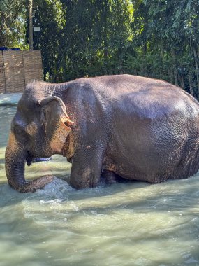 Tapınak sularında oynayan sevimli sevimli bir fil, banyo yapmaktan ve vahşi hayatı koruma merkezinde neşeyle sıçratmaktan zevk alıyor. Bu büyük görkemli hayvanları habitatlarında korumanın önemi..