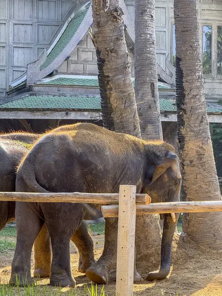 Bir doğa parkında oynayan güçlü ama nazik filler, görkemli büyük memeliler yaban hayatı koruma, turizm ve tropikal bitki örtüsü ve faunanın güzelliğini sembolize eder..