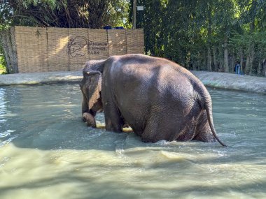 Huzurlu bir ortamda yıkanan görkemli büyük fil koruma altındaki bir sığınakta serinletici bir sıçramanın tadını çıkarıyor. Vahşi yaşamı koruma ve bu egzotik hayvanların doğal yaşam alanı..