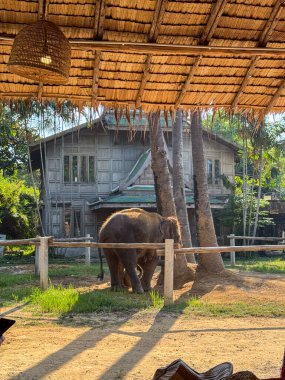 Fil çifti tropikal bir koruma merkezini keşfediyor ve neşeli bir şekilde, bir çift fil koruma altındaki bir vahşi yaşam sığınağında hayatın tadını çıkarıyor. Doğal güzellik ve barışçıl bir çevreyle çevrili..