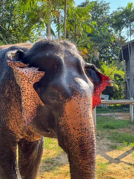 Büyük, yumuşak bir fil, filleri koruma ve turizm için tasarlanmış bir doğa parkında yaşayarak, huzurlu bir yaban hayatı sığınağının tadını çıkarıyor. Sevimli egzotik hayvan oyunu.