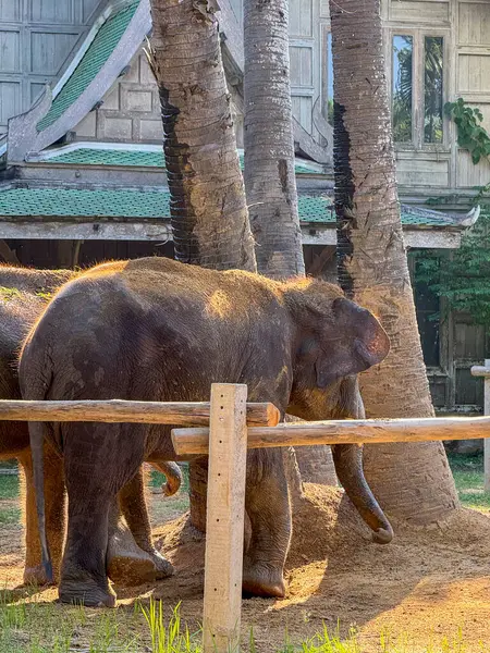 Nazik görkemli filler ulusal bir parkta birlikte dolaşarak koruma merkezlerinin önemini ve esaretten uzak doğal bir ortamda gelişmeyi sembolize ediyor. Sığınak.