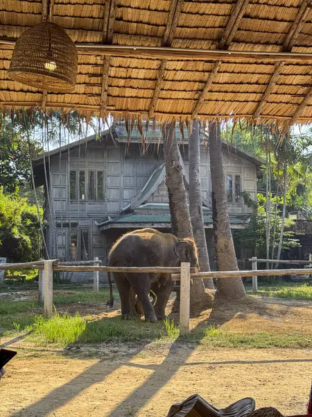 Fil çifti tropikal bir koruma merkezini keşfediyor ve neşeli bir şekilde, bir çift fil koruma altındaki bir vahşi yaşam sığınağında hayatın tadını çıkarıyor. Doğal güzellik ve barışçıl bir çevreyle çevrili..