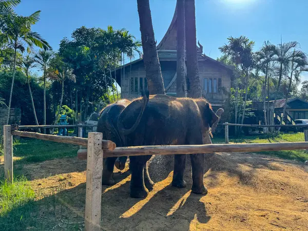 Yavru filler vahşi yaşam koruma merkezinde anın tadını çıkarırken, görkemli hayvanlar otçulların korunması ve doğal korumanın önemini vurguluyor. Etrafta oynayan büyük memeliler..