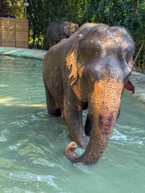 Gri Asya fili koruma altındaki bir ulusal parkta banyo yaparken ve su sıçratırken görüldü. Bu da fil bakımı ve koruma çabalarının önemini hatırlatıyor. Nazik dev korunaklı bir sığınakta.