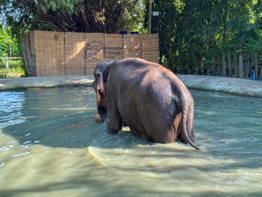 Tropikal sularda su sıçratan neşeli bir fil ve eğlenceli bir anın tadını çıkarıyor, vahşi yaşam sığınağında oynayıp banyo yapıyor. Bu güçlü ama nazik memelilerin görkemli yaşamına mükemmel bir bakış..