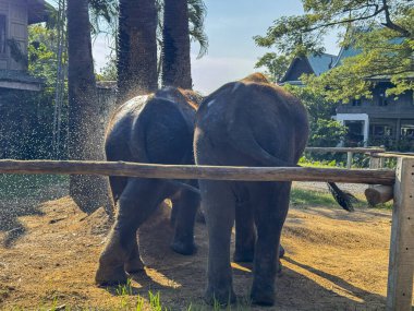 Doğal bir park sığınağında birlikte yaşayan, huzurlu bir hayat süren ve oyun oynayan büyük memeliler. Vahşi yaşamı koruma ve koruma merkezinin önemini vurgulayan fil ikilisi.